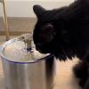 Stainless Steel Cat Water Fountain | 74 oz (2.2L) Automatic Pet Water Fountain with 6 Filters & 6 Pump Sponges | Ultra-Quiet Water Dispenser for Cats & Small Dogs