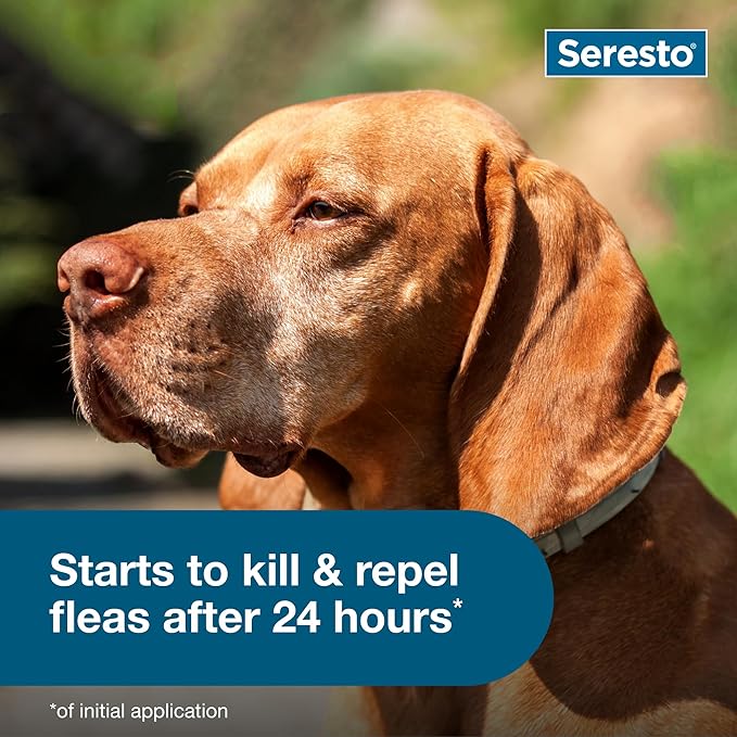 81qjFPHaF3L._AC_SX679_-1.jpg Seresto Flea & Tick Prevention Collar for Large Dogs | 8-Month Protection | Vet-Recommended