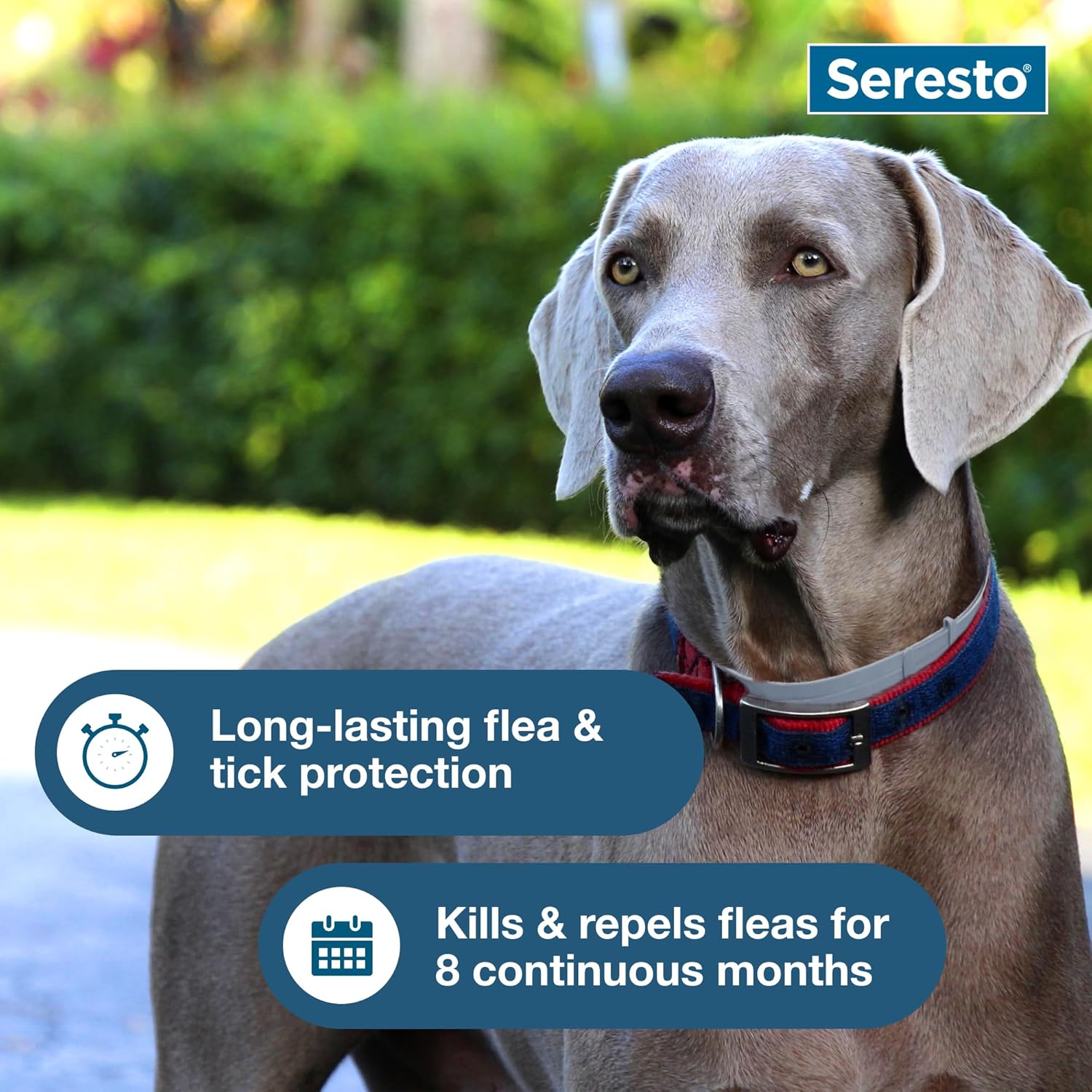 81zsk31HwVL._AC_SL1500_-1.jpg Seresto Flea & Tick Prevention Collar for Large Dogs | 8-Month Protection | Vet-Recommended