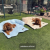 Cooling Dog Sofa Bed | Self-Cooling Washable Pet Bed